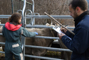 Veterinarios administrando vacuna a ganado bovino en Andorra