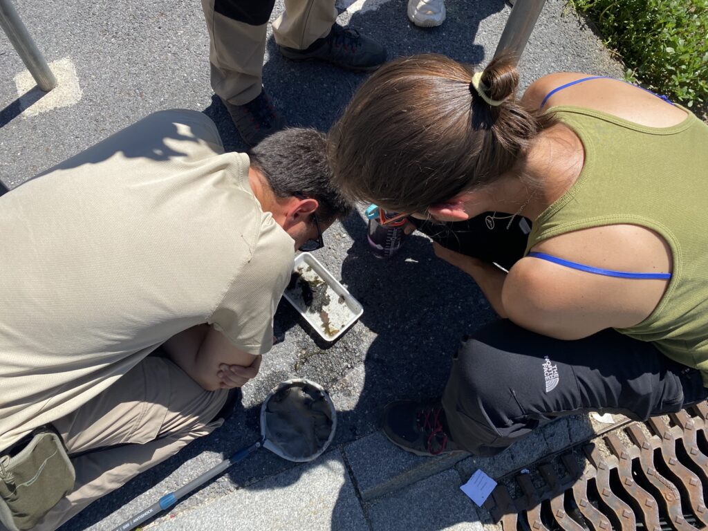 Investigadores analizando muestras en Andorra para el estudio del mosquit tigre