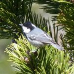 Ocells forestals observats durant una excursió a les Pardines