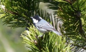 Ocells forestals observats durant una excursió a les Pardines