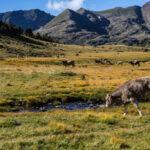 Vaca pastando en un campo con montañas al fondo