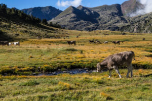 Vaca pastando en un campo con montañas al fondo