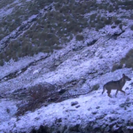 Llop aïllat observat a la Vall del Madriu-Perafita-Claror d'Andorra