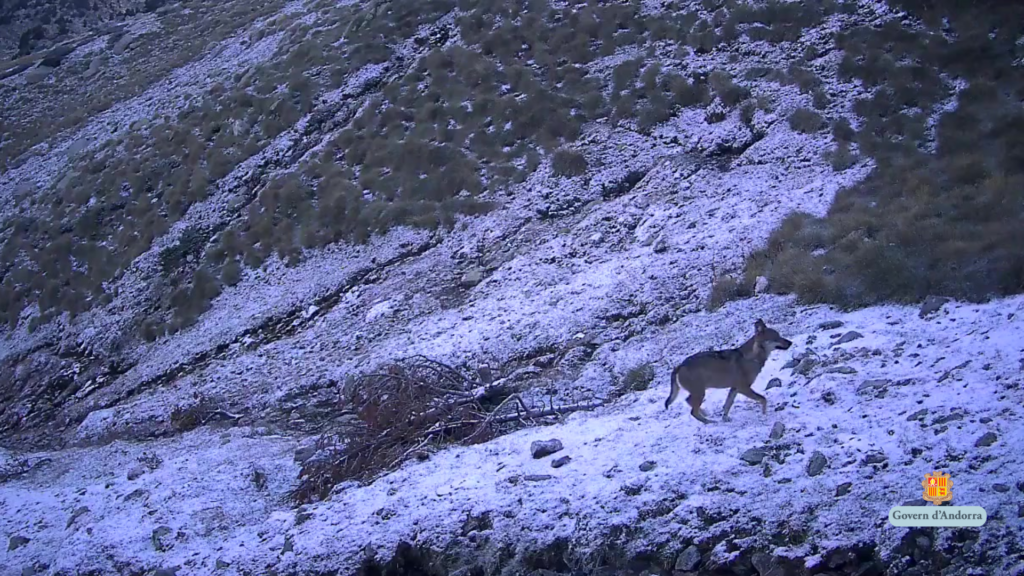 Llop aïllat observat a la Vall del Madriu-Perafita-Claror d'Andorra