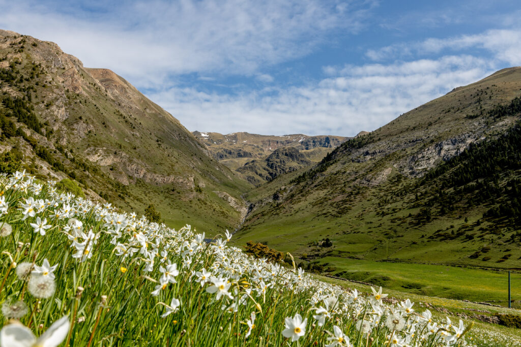 Vista de un valle con flores blancas y montañas al fondo