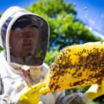 Persona observando un panal de abejas durante una visita guiada