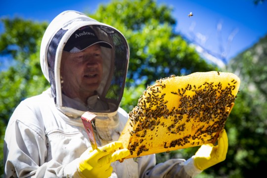Persona observando un panal de abejas durante una visita guiada