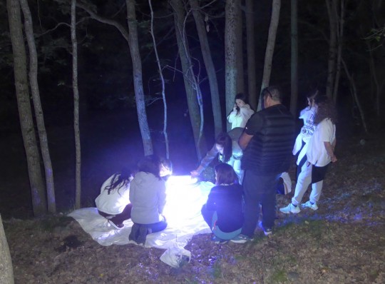 Grup de persones observant papallones nocturnes amb llum ultraviolada